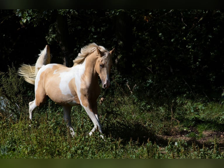 Trakehner Hengst 2 Jaar 164 cm Gevlekt-paard in L&#xFC;dersdorf