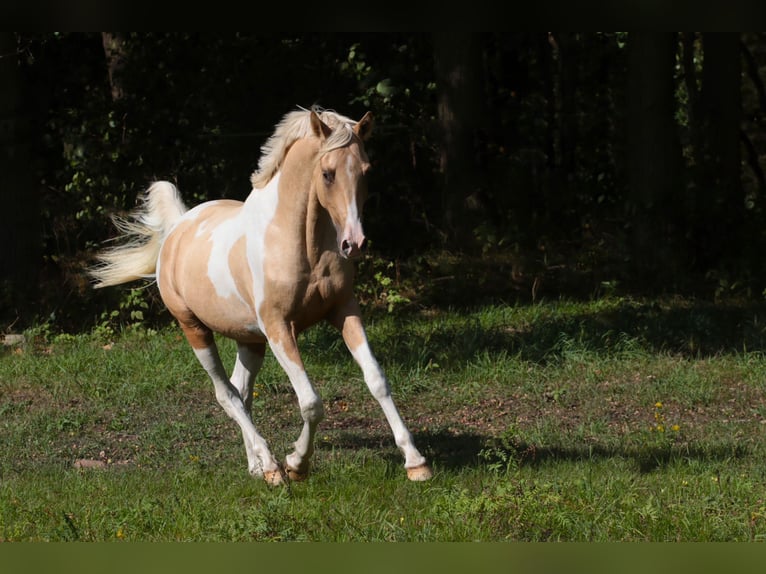 Trakehner Hengst 2 Jaar 164 cm Gevlekt-paard in L&#xFC;dersdorf