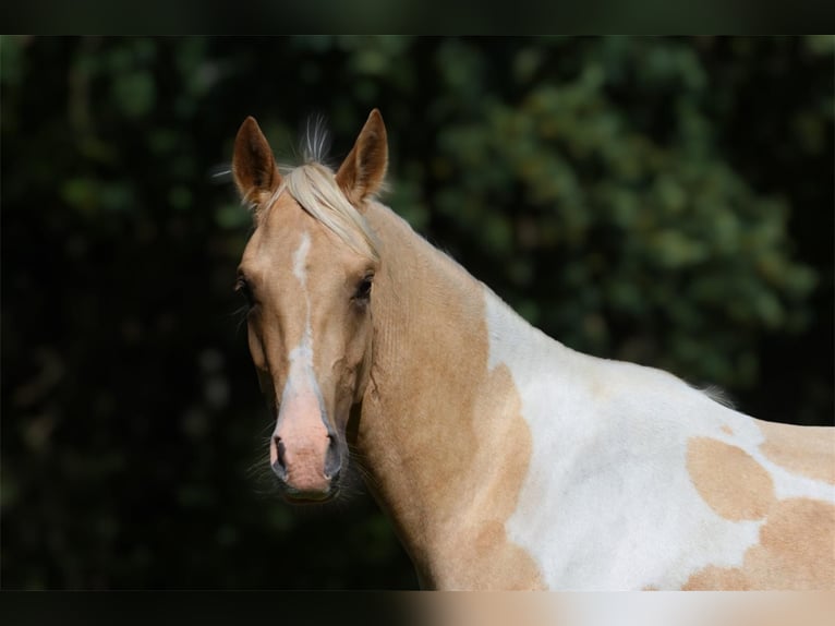 Trakehner Hengst 2 Jaar 164 cm Gevlekt-paard in L&#xFC;dersdorf
