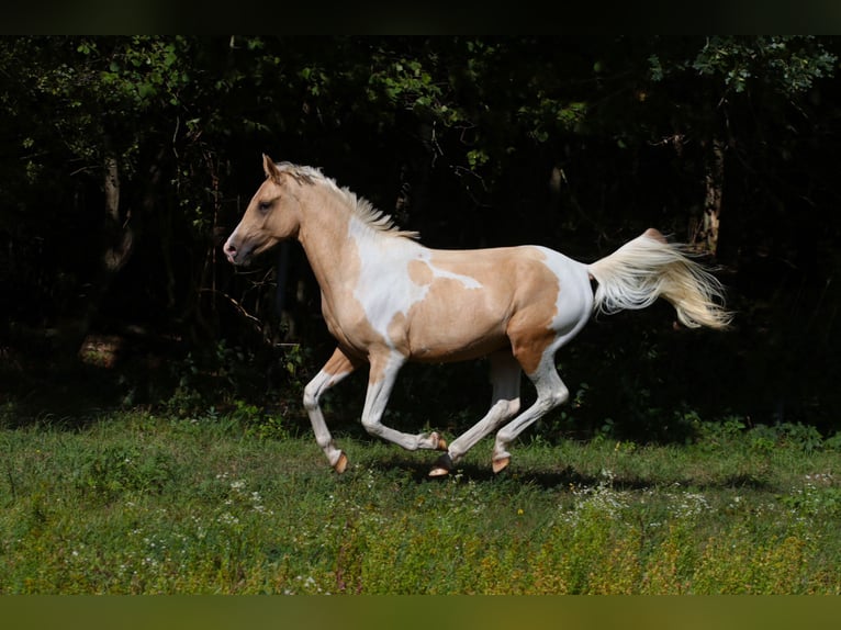 Trakehner Hengst 2 Jaar 164 cm Gevlekt-paard in L&#xFC;dersdorf