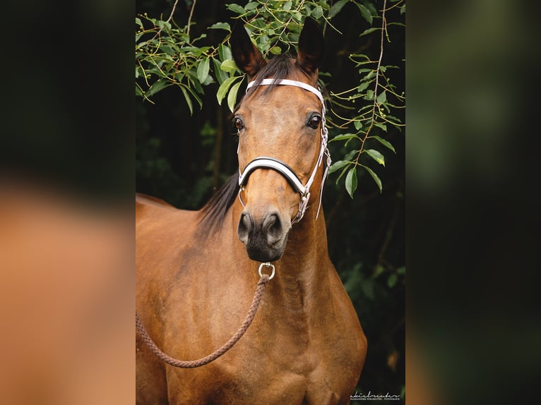 Trakehner Hengst 2 Jaar 165 cm Bruin in Wandlitz