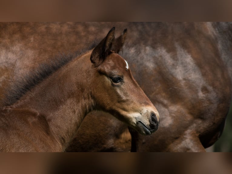 Trakehner Hengst 2 Jaar 165 cm Bruin in Wandlitz