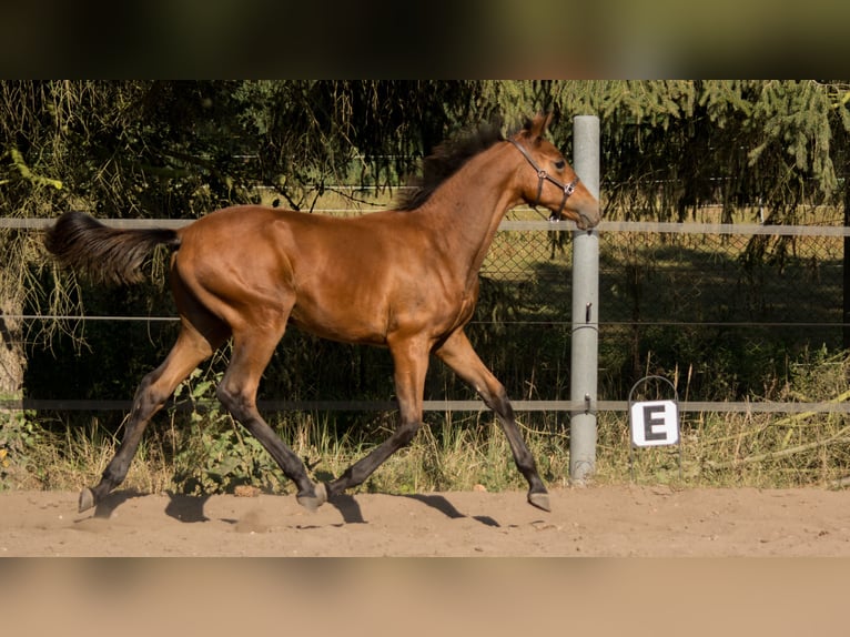 Trakehner Hengst 2 Jaar 165 cm Bruin in Wandlitz