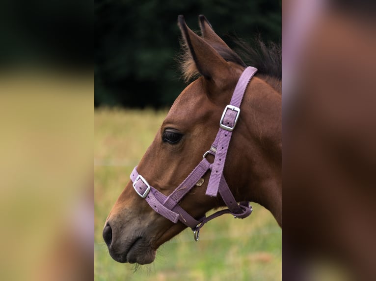 Trakehner Hengst 2 Jaar 165 cm Bruin in Wandlitz