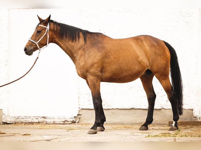 Trakehner Hengst 2 Jaar 165 cm Bruin in Wandlitz