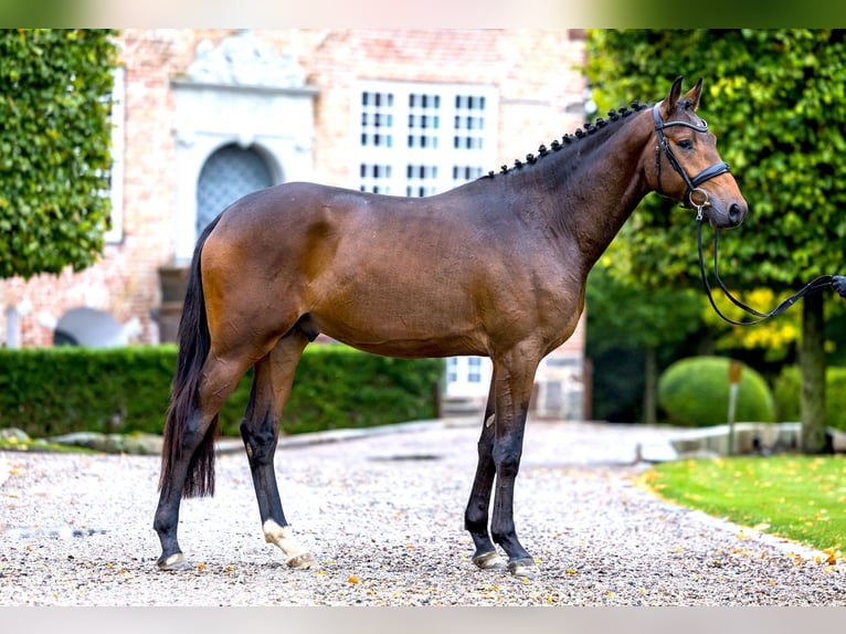 Trakehner Hengst 2 Jaar 165 cm Bruin in Ostenfeld