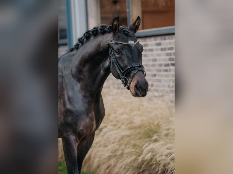 Trakehner Hengst 2 Jaar 166 cm Donkerbruin in Dreieich