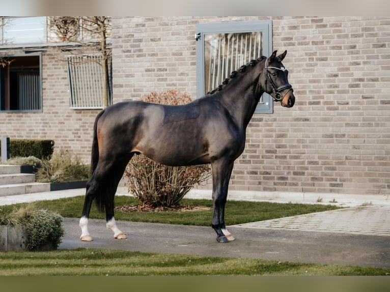 Trakehner Hengst 2 Jaar 166 cm Donkerbruin in Dreieich