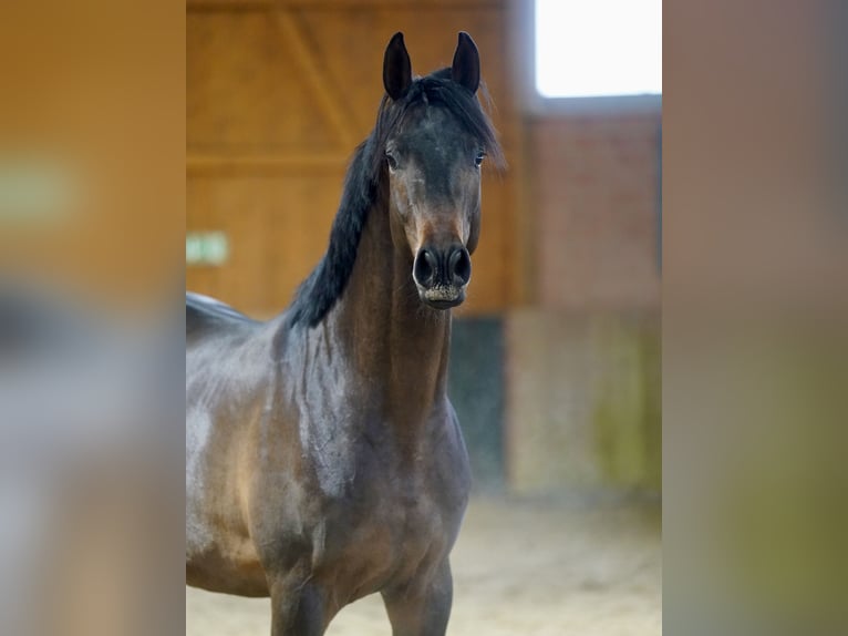 Trakehner Hengst 2 Jaar 167 cm Donkerbruin in Paderborn