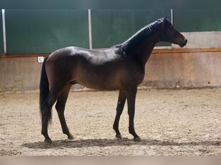 Trakehner Hengst 2 Jaar 167 cm Donkerbruin in Paderborn