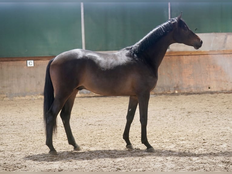 Trakehner Hengst 2 Jaar 167 cm Donkerbruin in Paderborn