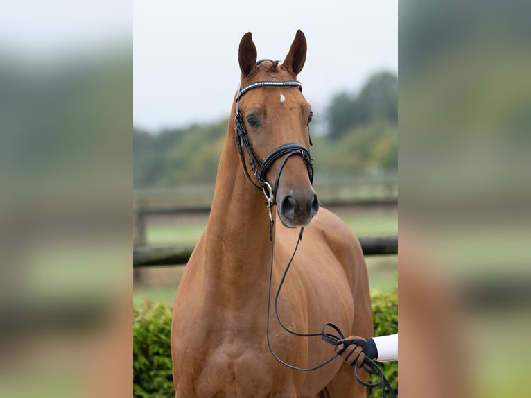 Trakehner Hengst 2 Jaar 167 cm Vos in L&#xF6;bau