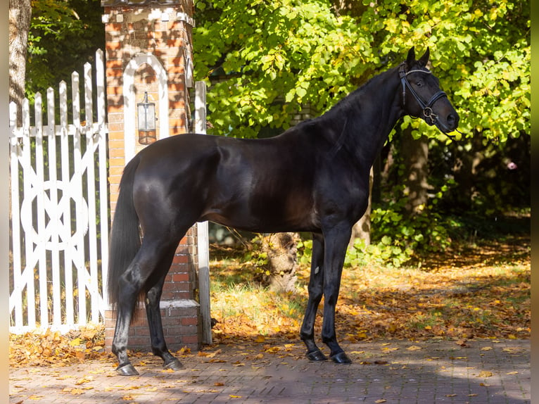 Trakehner Hengst 2 Jaar 167 cm Zwartbruin in Huje