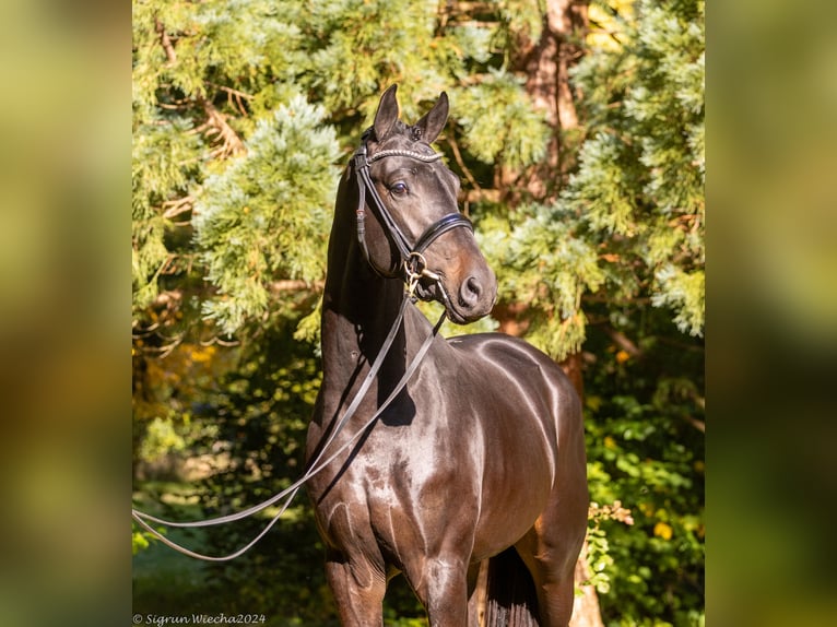 Trakehner Hengst 2 Jaar 167 cm Zwartbruin in Huje