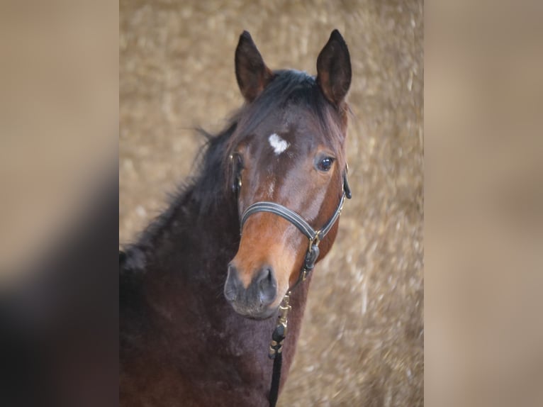 Trakehner Hengst 2 Jaar 168 cm Bruin in Günzburg