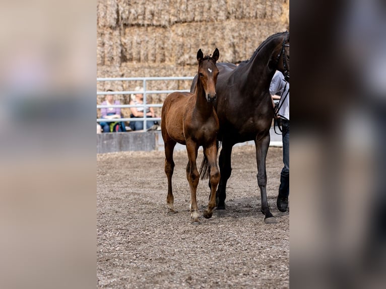 Trakehner Hengst 2 Jaar 168 cm Bruin in GünzburgGünzburg