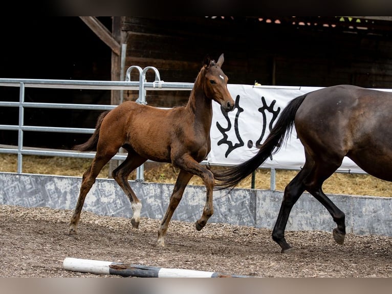 Trakehner Hengst 2 Jaar 168 cm Bruin in GünzburgGünzburg