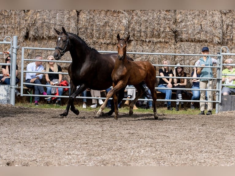 Trakehner Hengst 2 Jaar 168 cm Bruin in GünzburgGünzburg