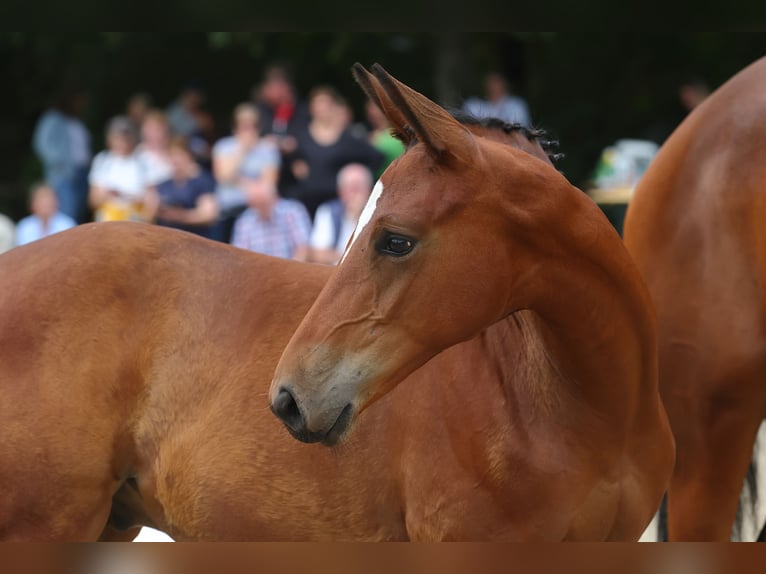 Trakehner Hengst 2 Jaar 168 cm in Petershagen