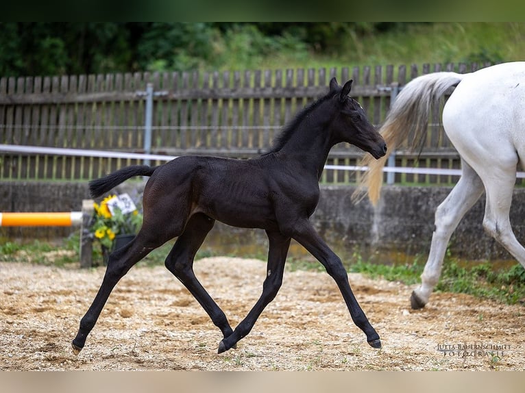 Trakehner Hengst 2 Jaar 168 cm kan schimmel zijn in Denklingen