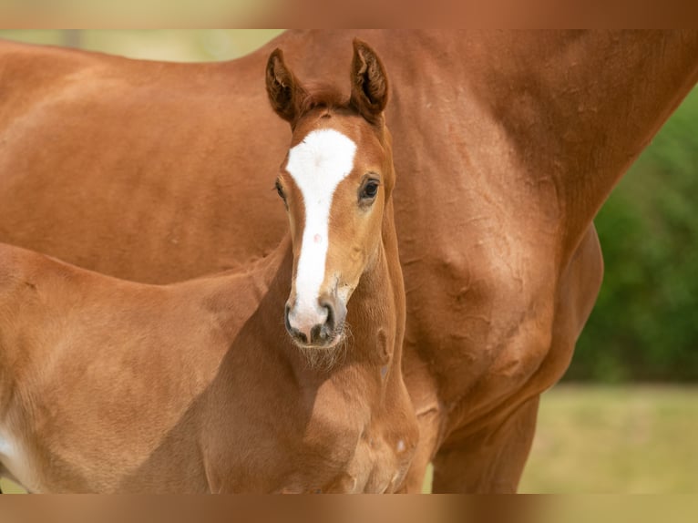 Trakehner Hengst 2 Jaar 168 cm Vos in Uslar