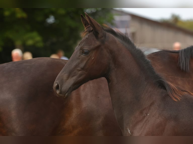 Trakehner Hengst 2 Jaar 168 cm Zwart in Syke