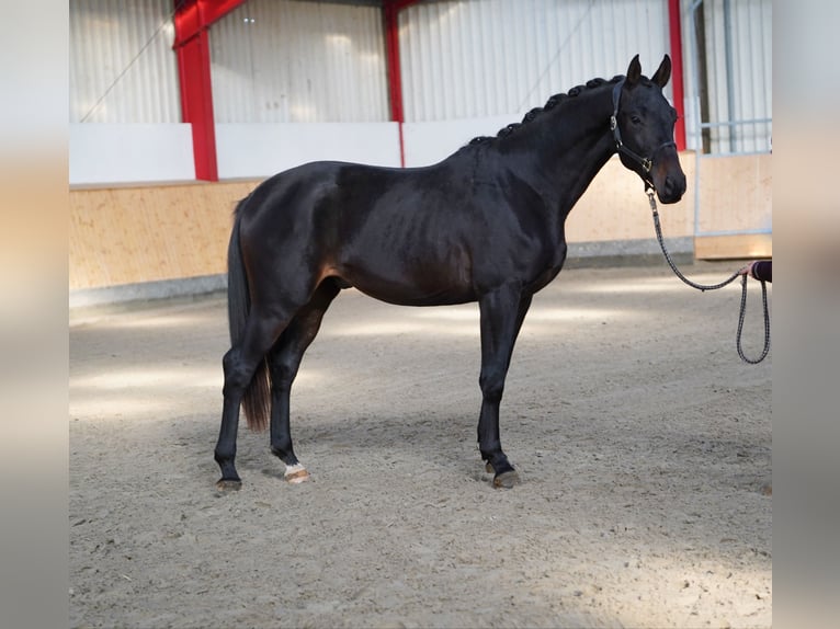 Trakehner Hengst 2 Jaar 168 cm Zwartbruin in Hohenfelde Trakehner Hengst 2 Jaar 168 cm Zwartbruin in Hohenfelde