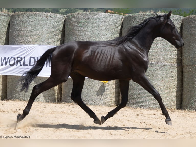 Trakehner Hengst 2 Jaar 168 cm Zwartbruin in Aytos