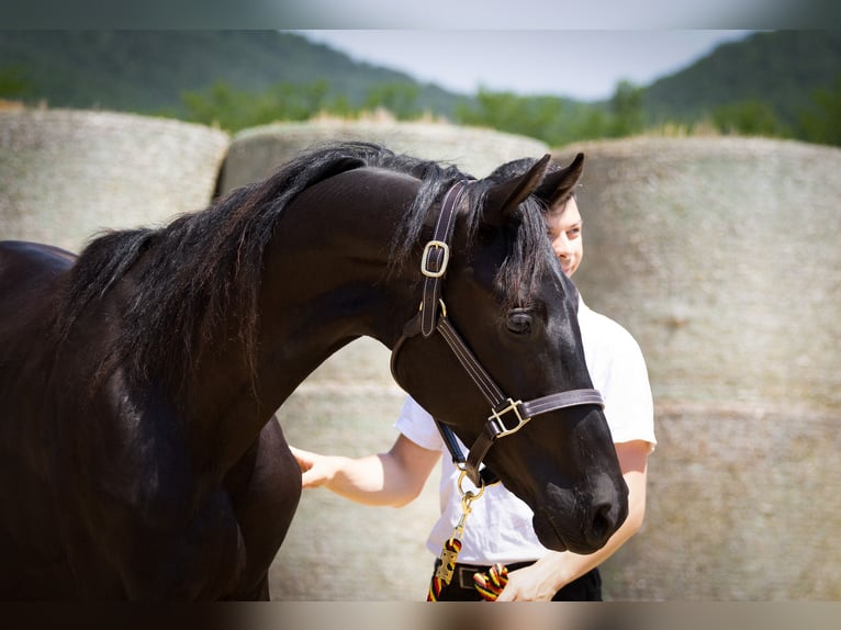 Trakehner Hengst 2 Jaar 168 cm Zwartbruin in Aytos