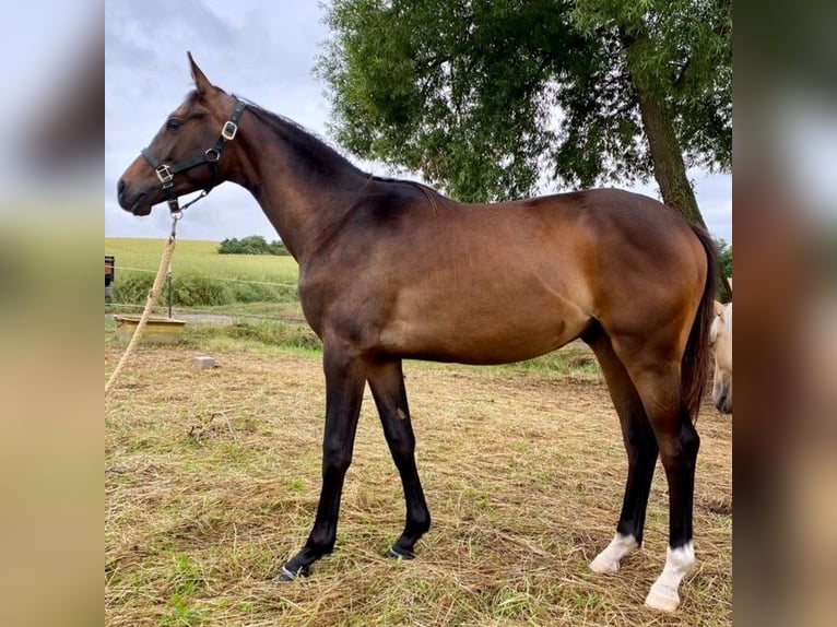 Trakehner Hengst 2 Jaar 170 cm Bruin in Eschwege