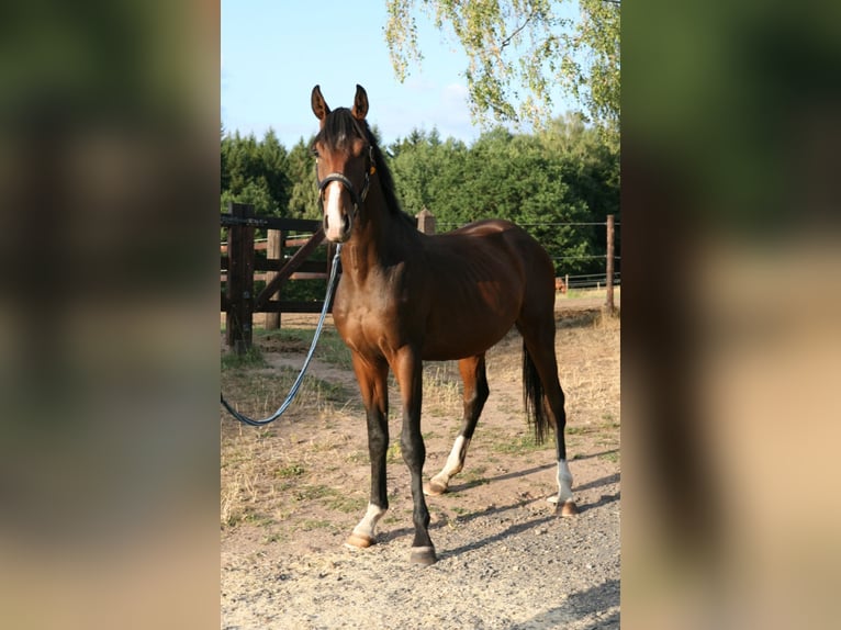 Trakehner Hengst 2 Jaar 170 cm Bruin in Mürlenbach