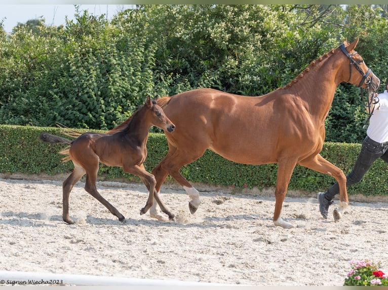 Trakehner Hengst 2 Jaar 170 cm Donkerbruin in Bad Münstereifel