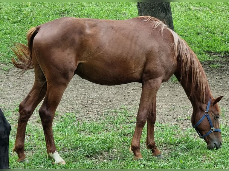 Trakehner Hengst 2 Jaar 170 cm Donkere-vos in Trostberg