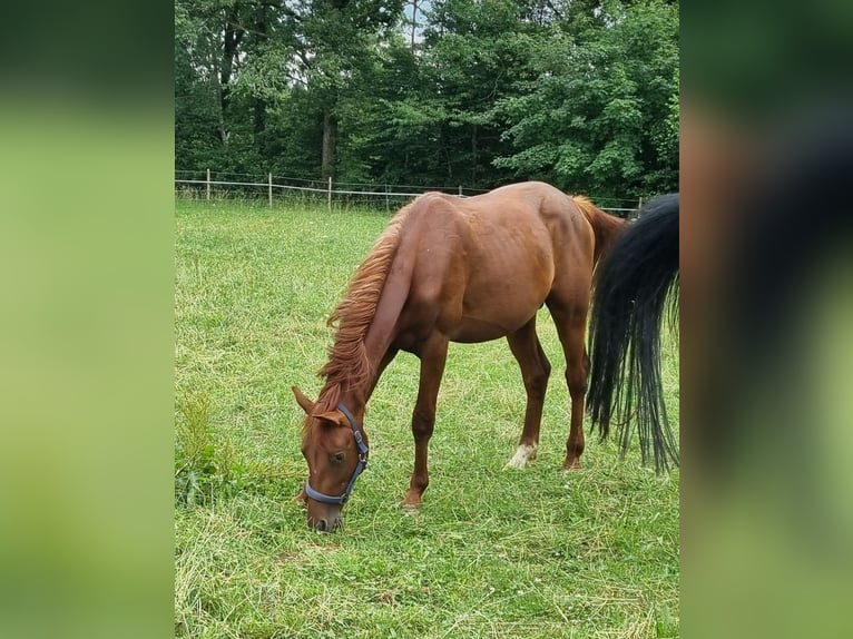 Trakehner Hengst 2 Jaar 170 cm Donkere-vos in Trostberg