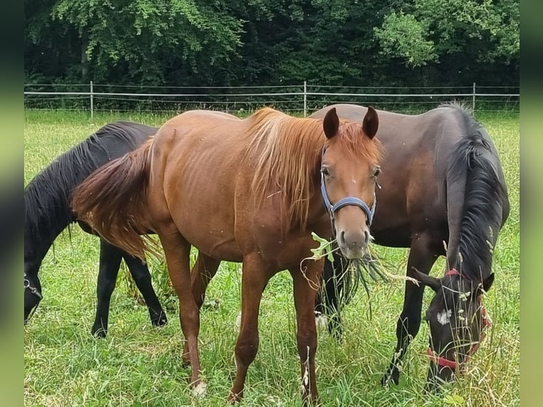 Trakehner Hengst 2 Jaar 170 cm Donkere-vos in Trostberg