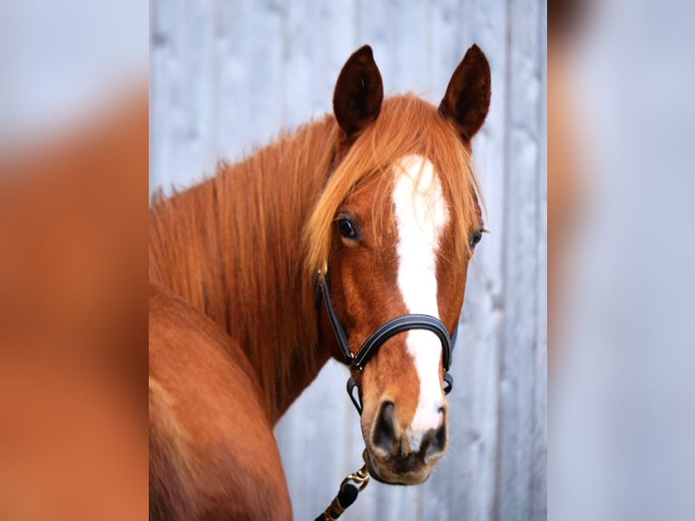 Trakehner Hengst 2 Jaar 170 cm Vos in Günzburg