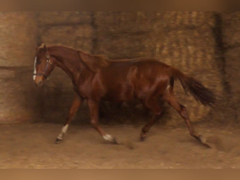 Trakehner Hengst 2 Jaar 170 cm Vos in Günzburg