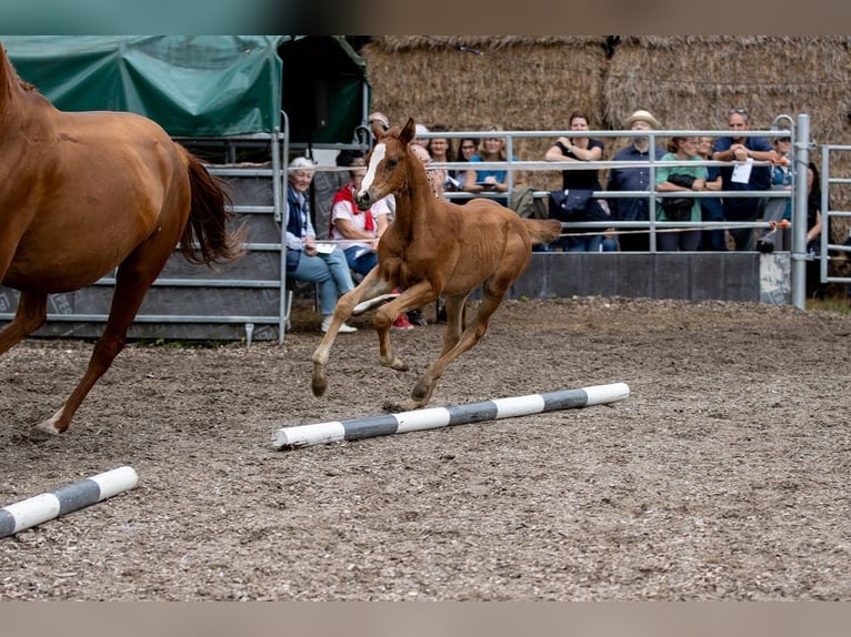 Trakehner Hengst 2 Jaar 170 cm Vos in Günzburg