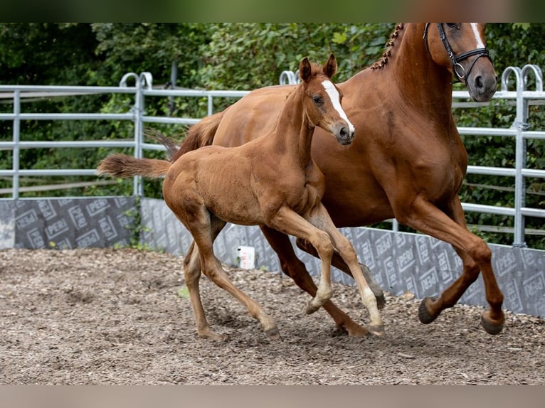 Trakehner Hengst 2 Jaar 170 cm Vos in Günzburg