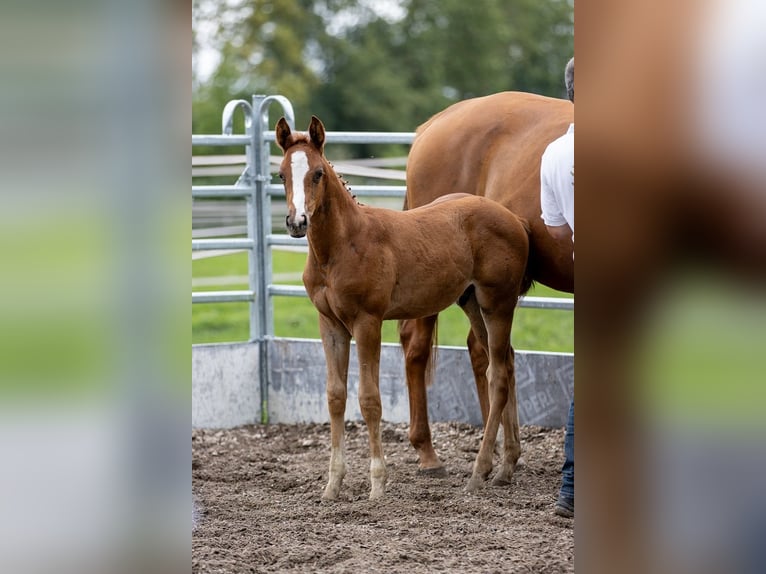 Trakehner Hengst 2 Jaar 170 cm Vos in Günzburg