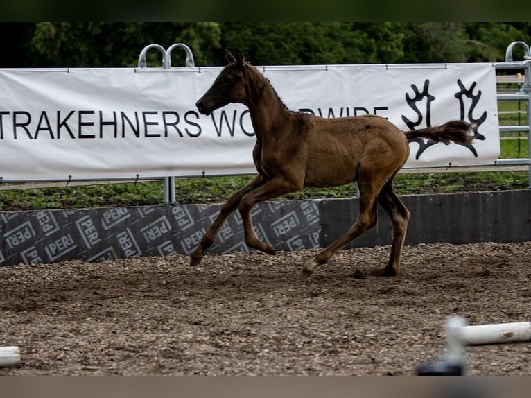 Trakehner Hengst 2 Jaar 170 cm Zwart in Günzburg