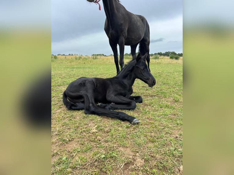 Trakehner Hengst 2 Jaar 170 cm Zwart in Hüttenberg
