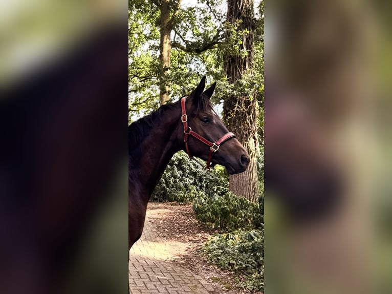 Trakehner Hengst 2 Jaar 170 cm Zwartbruin in Freren