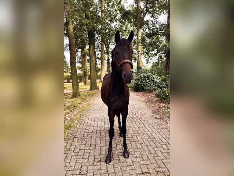 Trakehner Hengst 2 Jaar 170 cm Zwartbruin in Freren