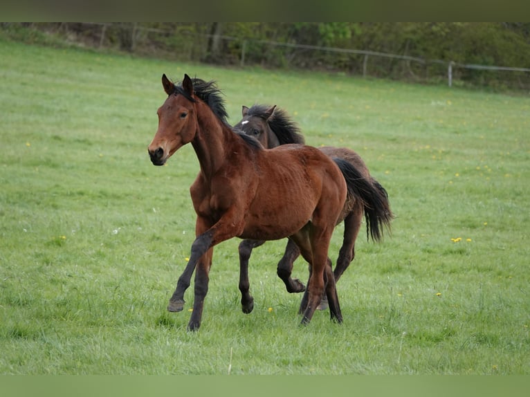 Trakehner Hengst 2 Jaar 172 cm Bruin in H&#xF6;xter