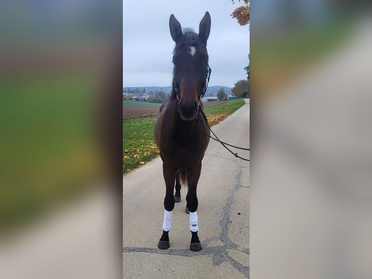 Trakehner Hengst 2 Jaar 172 cm Donkerbruin in Adelsried