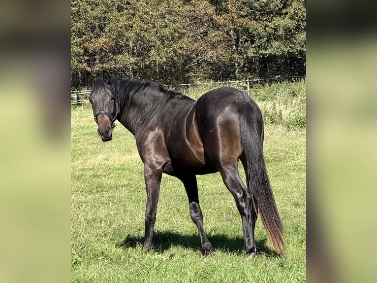 Trakehner Hengst 2 Jaar 175 cm Donkerbruin in Bremen