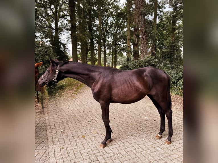 Trakehner Hengst 2 Jaar 175 cm Zwartbruin in Freren