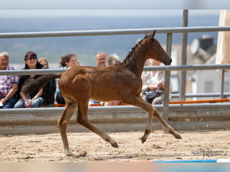 Trakehner Hengst 2 Jaar Bruin in Bad Soden-Salmünster