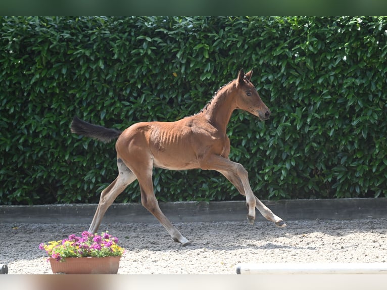 Trakehner Hengst 2 Jaar Bruin in Schwerte